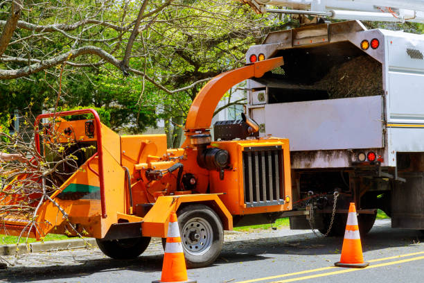 Reliable Kings Beach, CA Tree Removal and Landscaping Services Solutions